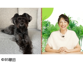 ネコいぬワイドショー　「すべてのネコ・いぬが幸せ」となる情報をお届け!