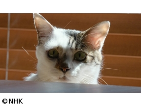 ネコメンタリー　猫も、杓子（しゃくし）も。　標野凪と蒼