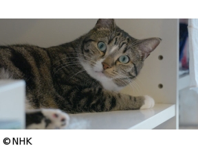 ネコメンタリー　猫も、杓子（しゃくし）も。　嶋津輝と三九