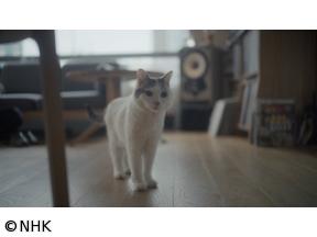 ネコメンタリー 猫も、杓子（しゃくし）も。 麻生要一郎とチョビ