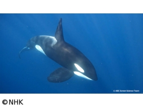 地球ドラマチック　海の「女王」シャチを追え！