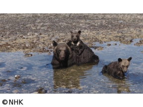ワイルドライフＳＰ 知床半島海に生きるヒグマ変わりゆく“生命の楽園”