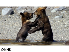 ワイルドライフＳＰ 知床半島海に生きるヒグマ変わりゆく“生命の楽園”