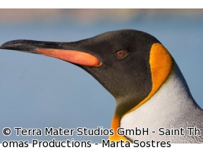 地球ドラマチック　ペンギン物語　後編　赤ちゃん危機一髪