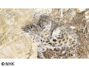 ワイルドライフ 孤高の王者ユキヒョウ 未知の素顔に迫る