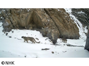 ワイルドライフ 孤高の王者ユキヒョウ 未知の素顔に迫る