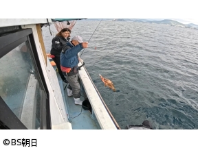 魚が食べたい!　「速い潮流で起伏も激しい漁場でアコウの1本釣り漁に密着!」