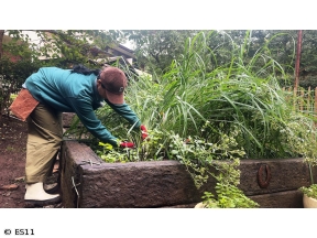 黒谷友香、お庭つくります　アンコール　意外とかわいい食虫植物の寄せ植え