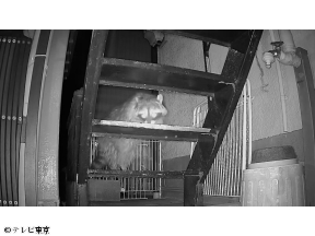 危険生物バスターズ13 危険クマ猟に独占密着&この秋ヤバい猛毒スズメバチ(秘)駆除[…