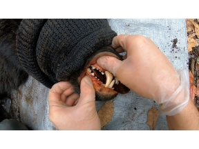 ガイアの夜明け【野生と共に生きる！〜駆除に頼らない観光地〜】