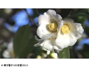 京都浪漫　悠久の物語「美しき京椿〜尼寺の名木をたずねて〜」