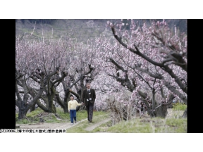 博士の愛した数式