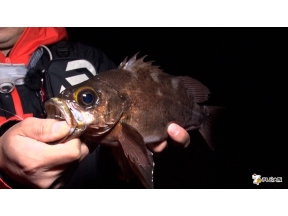 THEフィッシング 激戦区で尺超えを狙う！房総半島デカメバルゲーム