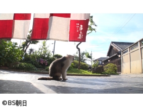 ネコいぬワイドショー　【ゲスト】野沢直子