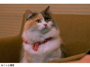 旅と僕と猫 第2話「冬の富士と猫と初恋」