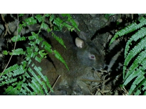 ガイアの夜明け【野生と共に生きる！〜駆除に頼らない観光地〜】