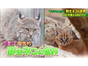 マツコの知らない世界激カワ猫祭り！絶滅危機の貴重野生ネコ＆ネコ写真撮影テク