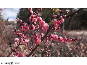 京都画報【日本文化ルネサンス!−文化発祥の地を巡る旅−】