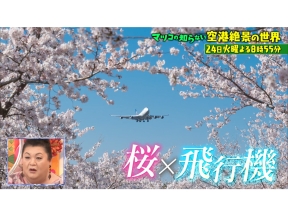 マツコの知らない世界春らんまんSP!桜と楽しむ最新和菓子36連発▼SNSバズる!空港絶景