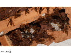 危険生物バスターズ13 危険クマ猟に独占密着&この秋ヤバい猛毒スズメバチ(秘)駆除[…