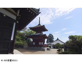 京都浪漫　悠久の物語【あじさい花ごよみ〜洛西から伏見・宇治へ〜】