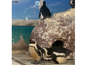 いっとこ!みんテレ