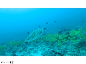 世界遺産に潜る！謎の生物＆不思議な絶景の連続…水中ミステリー探検にGO!