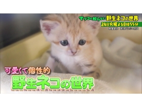 マツコの知らない世界激カワ猫祭り！絶滅危機の貴重野生ネコ＆ネコ写真撮影テク