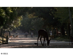 ごりやくさん　第46回「春日大社」(奈良)