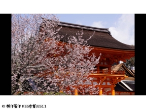 京都浪漫　悠久の物語【写真家と巡る桜の名所〜上賀茂神社・鞍馬寺・平野神社〜】