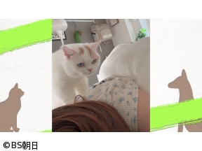 ネコいぬワイドショー　【ゲスト】坂本昌行
