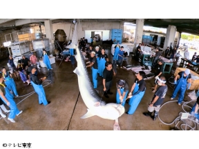 巨大サメ捕獲大作戦!500キロ超怪物vsスゴ腕漁師…南海の壮絶バトル