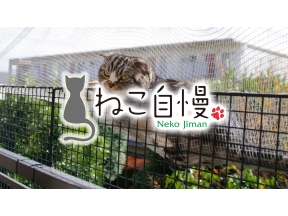 ねこ自慢▼傑作選#17